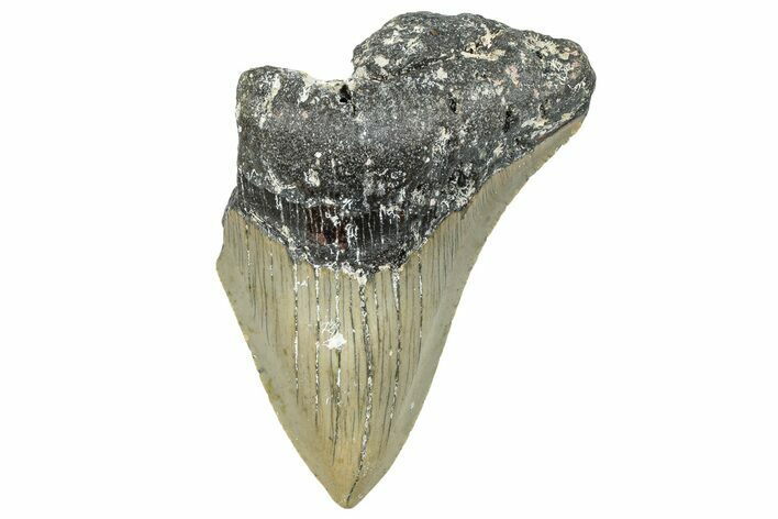 Bargain, Fossil Megalodon Tooth - Serrated Blade #295425